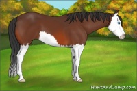 Horse Color:Bay Splash 