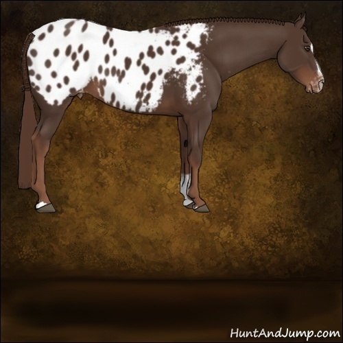 Horse Color:Liver Chestnut Sabino Appaloosa 