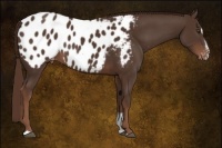 Horse Color:Liver Chestnut Sabino Appaloosa 