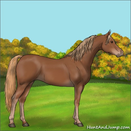 Horse Color:Chestnut 