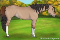 Horse Color:Bay Dun 