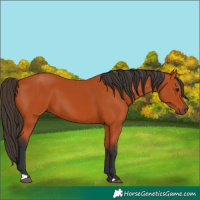 Horse Color:Bay 