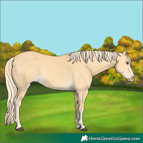 Horse Color:Palomino Dun Splash 