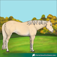 Horse Color:Palomino Dun Splash 