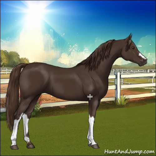 Horse Color:Liver Chestnut 