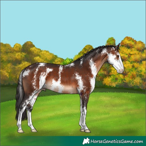 Horse Color:Brown Sabino 