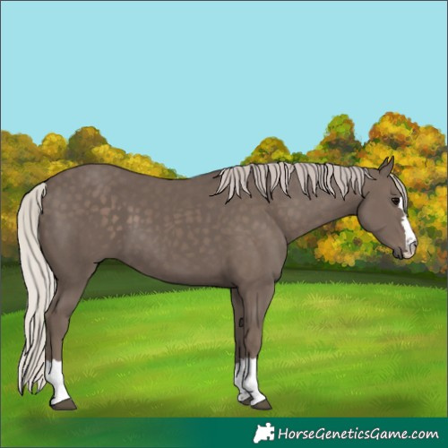 Horse Color:Silver Black 