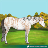 Horse Color:White Spotted Bay Dun Rabicano  and White Spotted Bay Dun Rabicano 