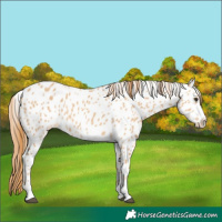 Horse Color:Red Dun Near Leopard 