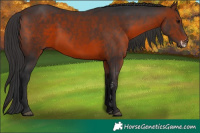 Horse Color:Brown Sabino