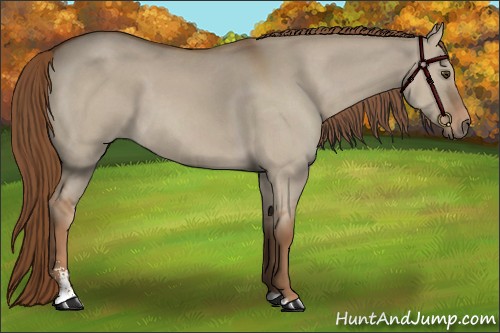 Horse Color:Red Dun Sabino