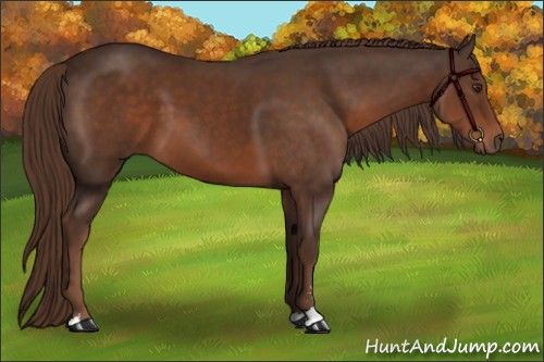 Horse Color:Liver Chestnut Sabino 