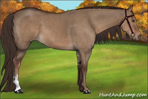Horse Color:Liver Red Dun Sabino 