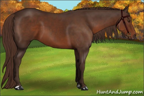 Horse Color:Liver Chestnut Sabino