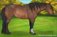 Horse Color:Brown Rabicano  and Bay Rabicano 