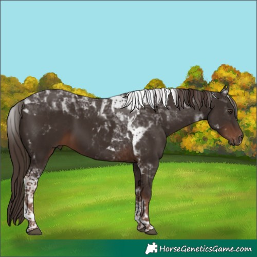 Horse Color:Liver Chestnut Tobiano 