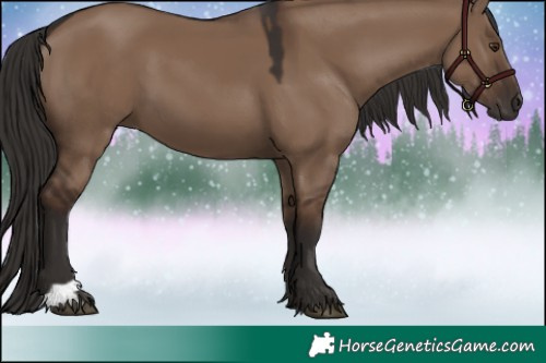 Horse Color:Liver Red Dun 