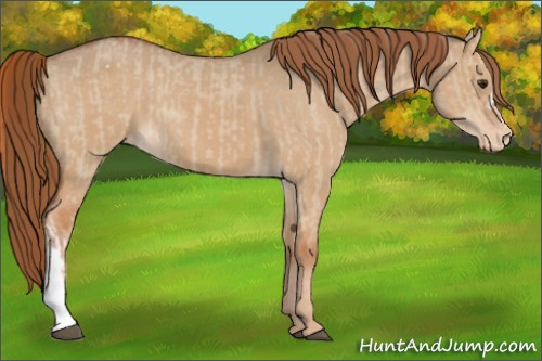 Horse Color:Red Dun Varnish and Red Dun Varnish
