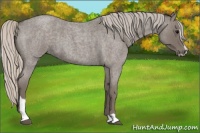 Horse Color:Silver Blue Roan Sabino 