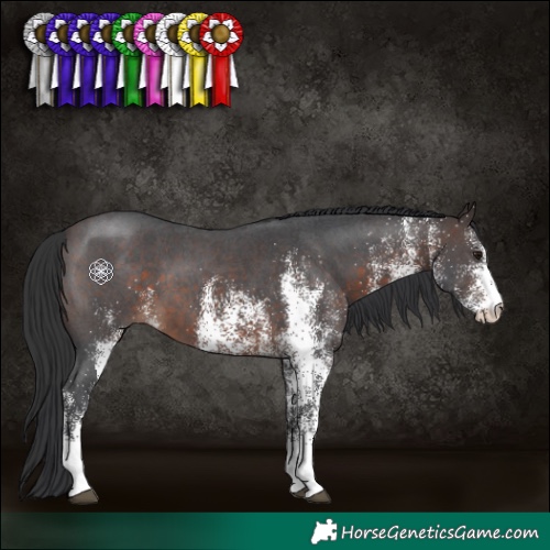 Horse Color:White Spotted Brown 