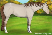 Horse Color:Classic Champagne Dun Appaloosa