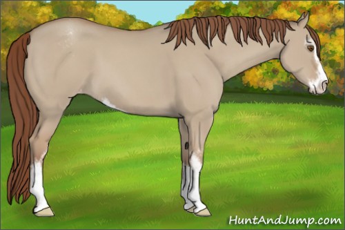Horse Color:Classic Champagne Dun Sabino Varnish 