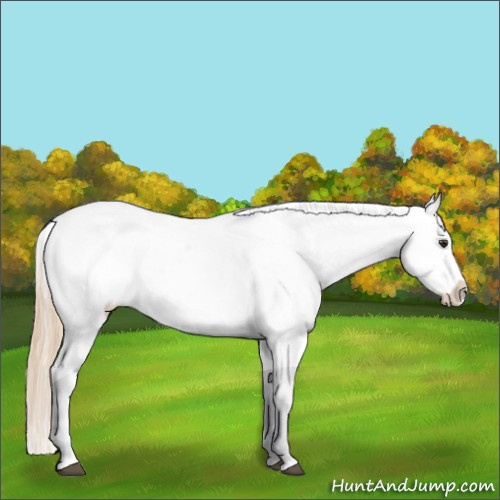 Horse Color:Red Roan Snowcap