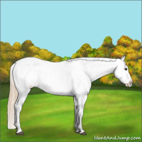 Horse Color:Red Roan Appaloosa 