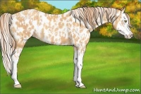 Horse Color:Gold Champagne Splash Appaloosa  and Gold Cream Champagne Splash Appaloosa 