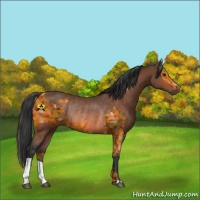 Horse Color:Bay  and Bay Rabicano 