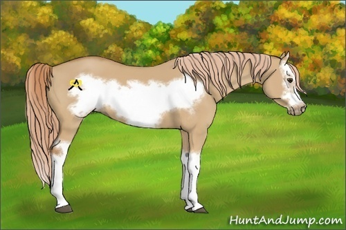 Horse Color:Red Dun Splash Frame