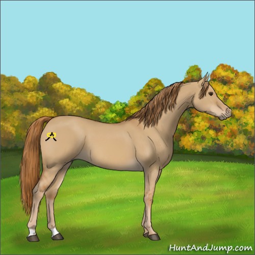Horse Color:Red Dun 