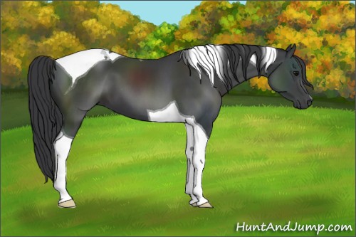 Horse Color:Black Tobiano 
