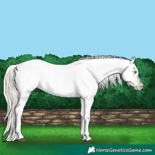 Horse Color:Palomino Roan Leopard and Palomino Roan Splash Leopard