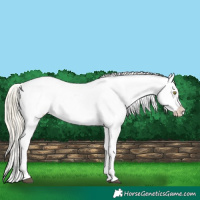 Horse Color:Palomino Roan Leopard and Palomino Roan Splash Leopard