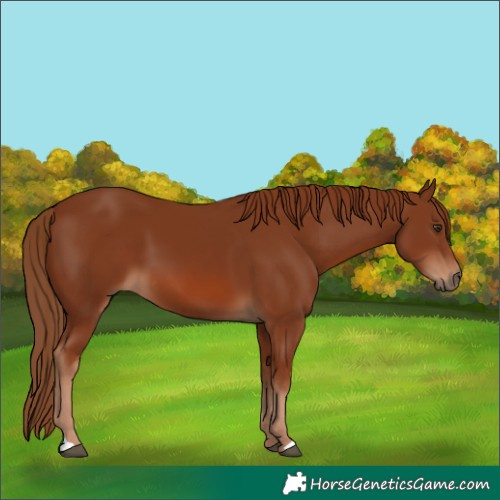 Horse Color:Chestnut 