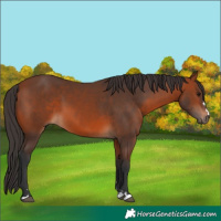 Horse Color:Bay 