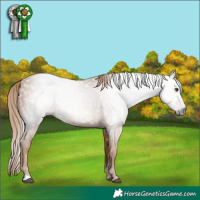 Horse Color:Gray Chestnut 