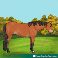 Horse Color:Bay 