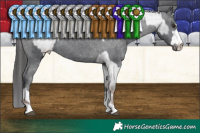 Horse Color:Liver Red Roan Mushroom Appaloosa and Black Mushroom Appaloosa
