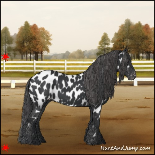 Horse Color:Black Near Leopard