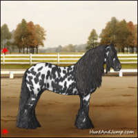 Horse Color:Black Near Leopard 