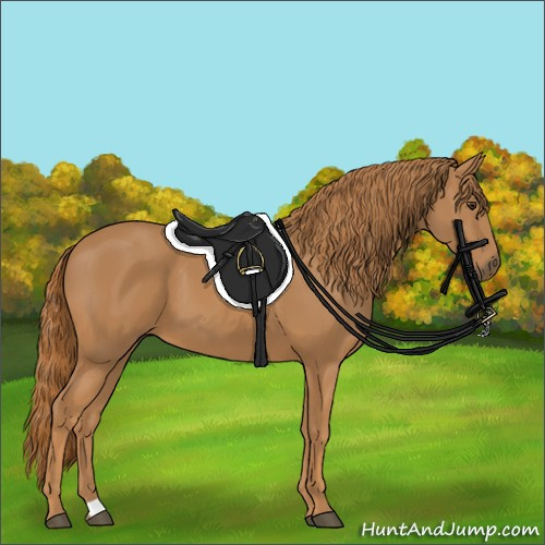 Horse Color:Chestnut 