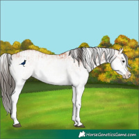 Horse Color:White Spotted Bay Splash and White Spotted Bay Splash