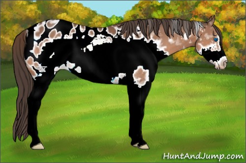 Horse Color:White Spotted Bay Splash Frame Appaloosa