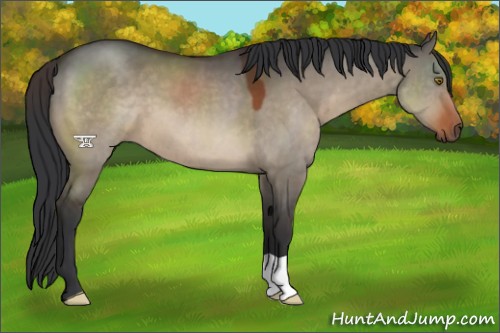 Horse Color:Brown Dun