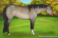 Horse Color:Brown Dun 