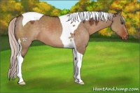 Horse Color:Silver Brown Dun Tobiano Appaloosa 