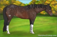 Horse Color:Brown Mushroom Appaloosa