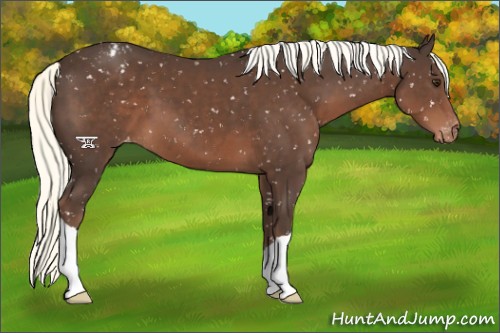 Horse Color:Liver Chestnut Mushroom Appaloosa
